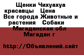 Щенки Чихуахуа красавцы › Цена ­ 9 000 - Все города Животные и растения » Собаки   . Магаданская обл.,Магадан г.